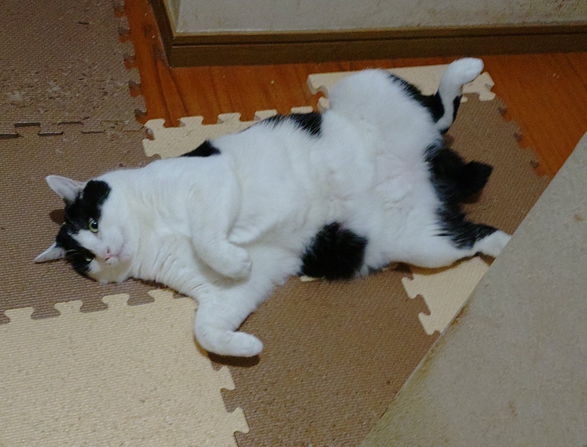 💫あにま@ヴァルキュリア💫 tweet media