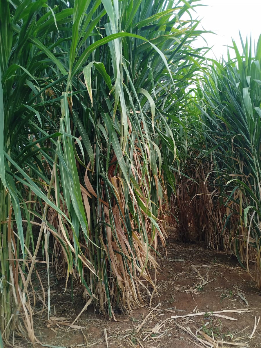 JuncaoGrass's tweet image. Juncao grass doing well in Murang&apos;a County. With the Chinese magic grass, we are determined to ensure #fodder #foddersecurity in the entire country.
@kenaff_farmers @CS_MoALD @odi_wa_muranga @MurangaGovt_021
Wamalwa Expelled Source Simply
#muranga #livestockfarming #Juncaograss