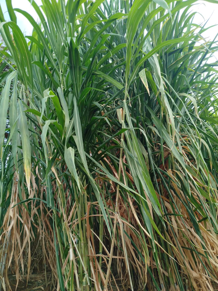 JuncaoGrass's tweet image. Juncao grass doing well in Murang&apos;a County. With the Chinese magic grass, we are determined to ensure #fodder #foddersecurity in the entire country.
@kenaff_farmers @CS_MoALD @odi_wa_muranga @MurangaGovt_021
Wamalwa Expelled Source Simply
#muranga #livestockfarming #Juncaograss
