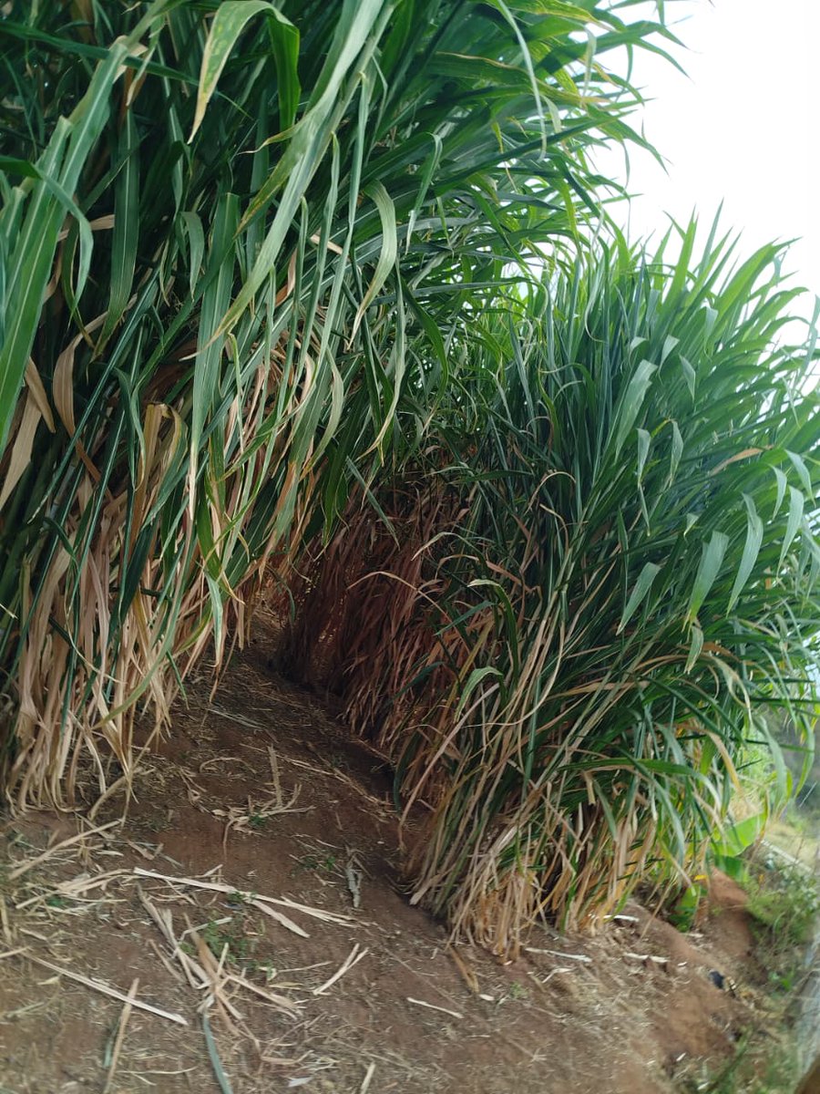 JuncaoGrass's tweet image. Juncao grass doing well in Murang&apos;a County. With the Chinese magic grass, we are determined to ensure #fodder #foddersecurity in the entire country.
@kenaff_farmers @CS_MoALD @odi_wa_muranga @MurangaGovt_021
Wamalwa Expelled Source Simply
#muranga #livestockfarming #Juncaograss