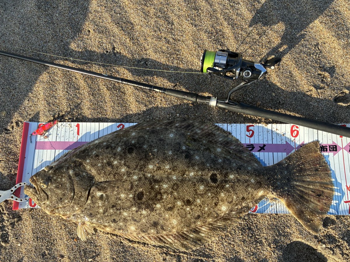 ボゲること、役２ヶ月、待ちに待ったお魚は、小座布団でした！
嬉しい〜❗️