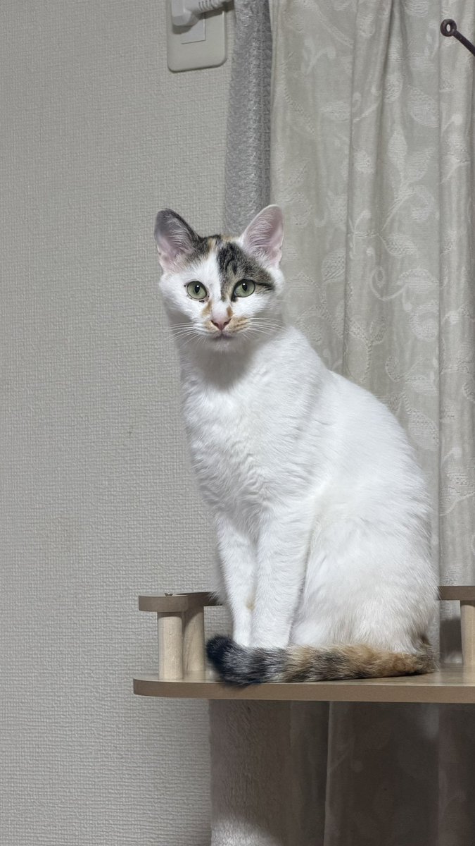 みけねこ🐾とことこ (@miketoko860) / Posts / X