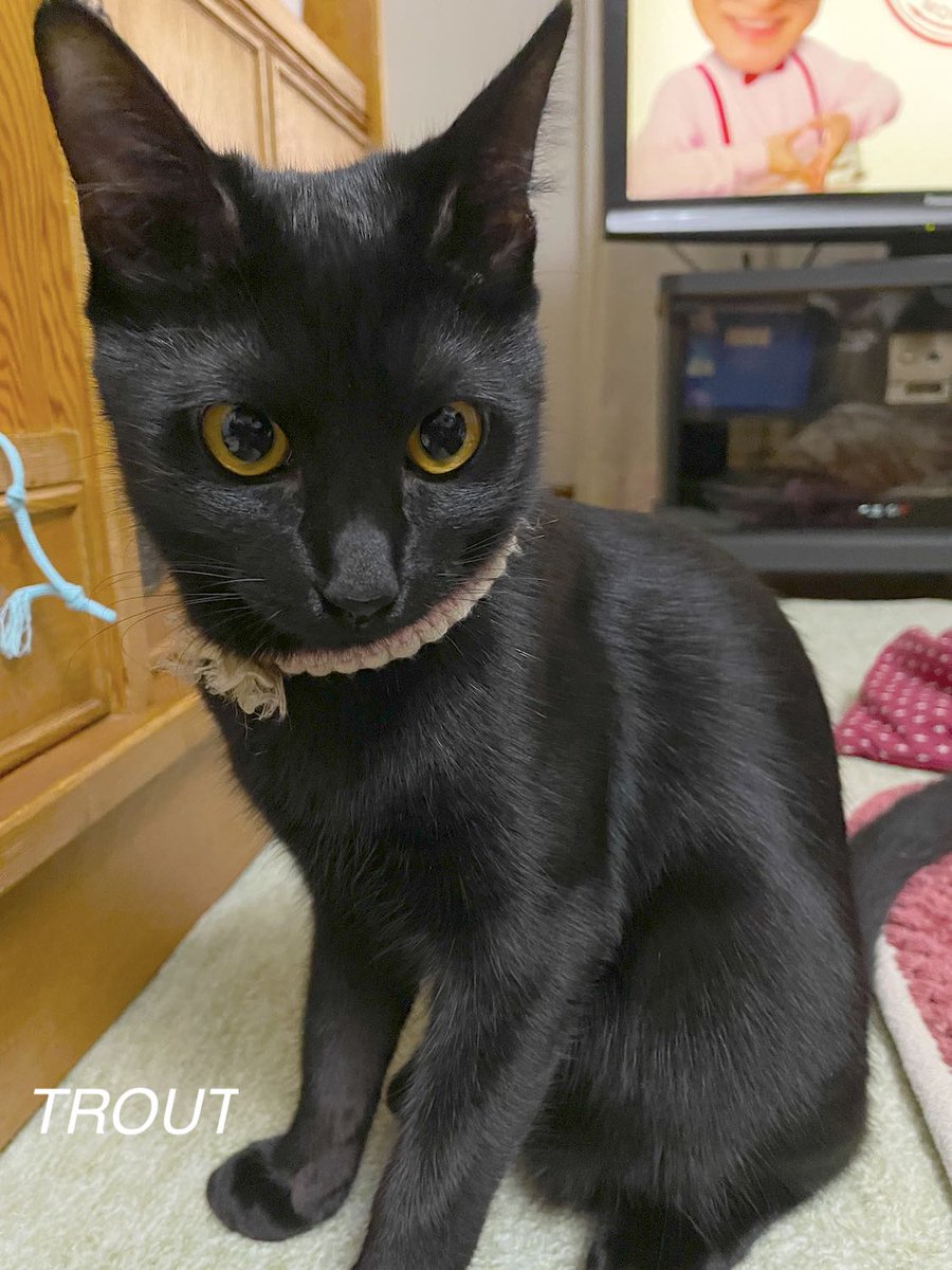 #またたび家 #保護猫 [とむ吉]♂ [すずり]♀️2025年11月22日 ＃いいにゃんにゃんの日  とむ吉兄ちゃん今日も一生懸命お手入れ。ペロペロクンクン・・・クッセェ〜！🙀それって切り取り報道ですよね！💢😹パンダより可愛いニャンがいつも側にいます😻明日はジョイフル本田瑞穂店で譲渡会です。