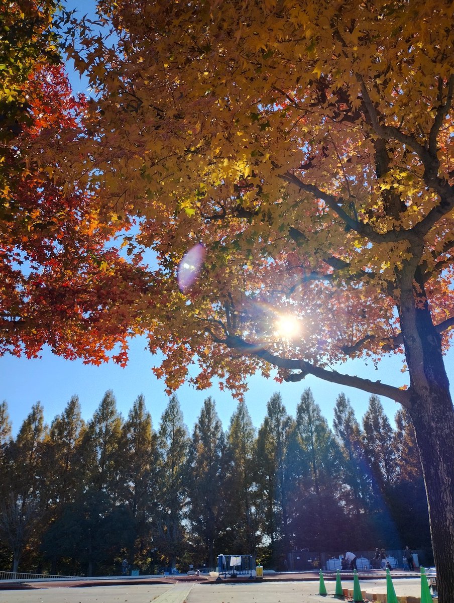 クローバー♧ (@clover_Dec25) / Posts / X