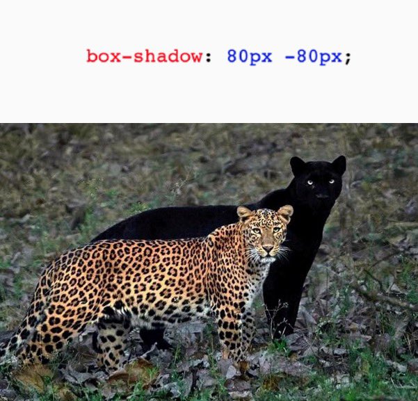lingodotdev's tweet image. CSS is awesome 😂