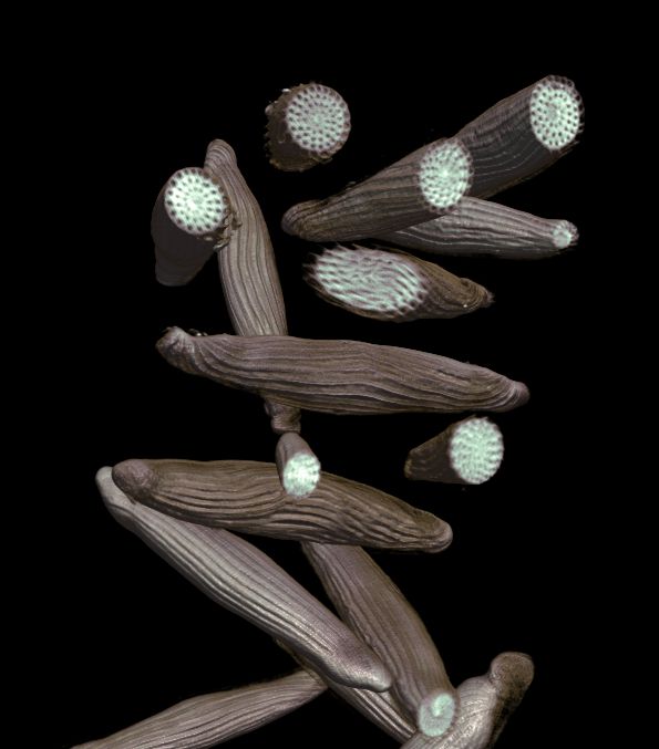 Wonderful_Sci's tweet image. New open 3D micro-CT dataset of tiny marine foraminifera in Scientific Data: #ForametCeTera 🌊🔬

436 samples from reef cores (Indonesia &amp;amp; Vanuatu), all scanned on a NeoScan N80.

Paper + data: buff.ly/i7sGipj 

#NeoScan #OpenData