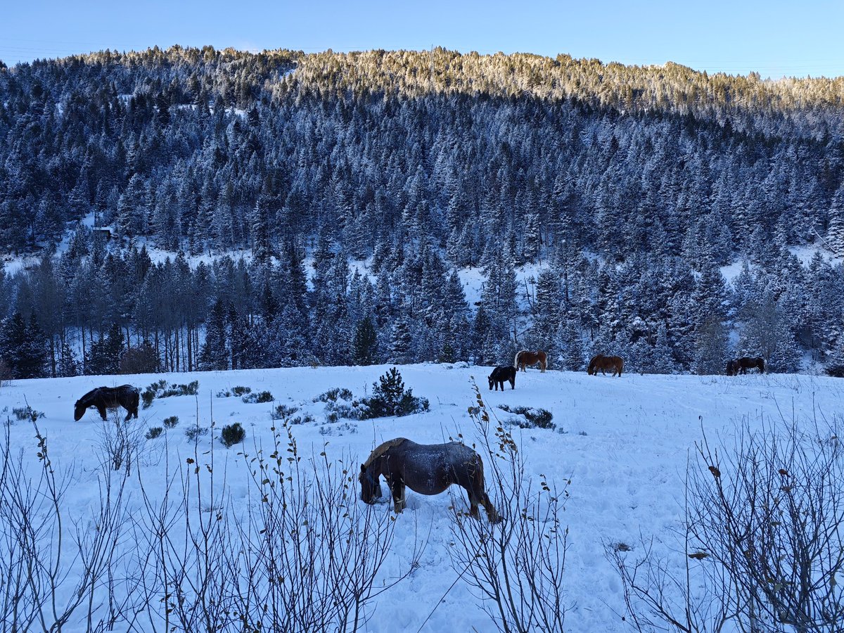 Els veïns no tenen fred ❄️❄️ 
A disfrutar d'aquests fred i bonic dia 🩵
#Soldeu #Andorra