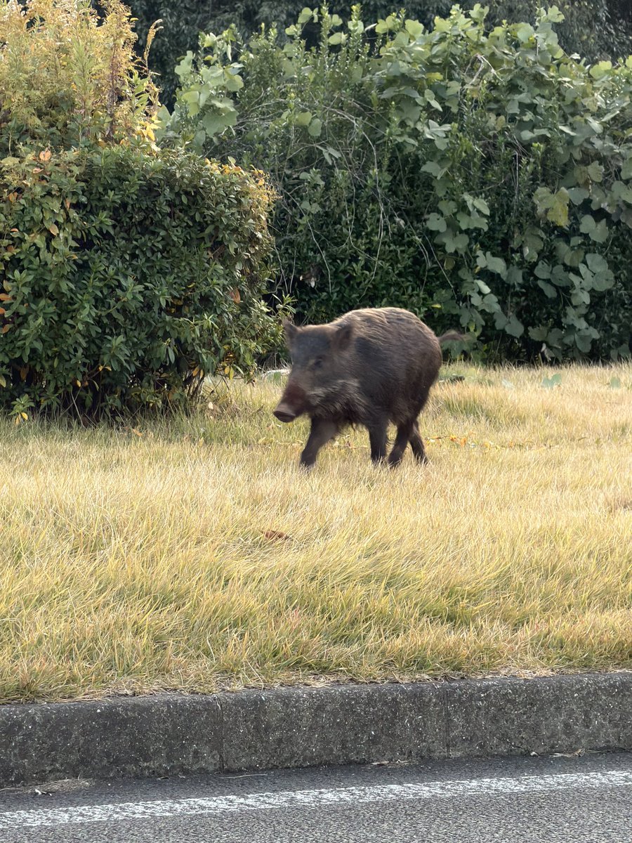 流木のイノシシ 昔の裏山のイノシシたち | 神戸・昼から散歩