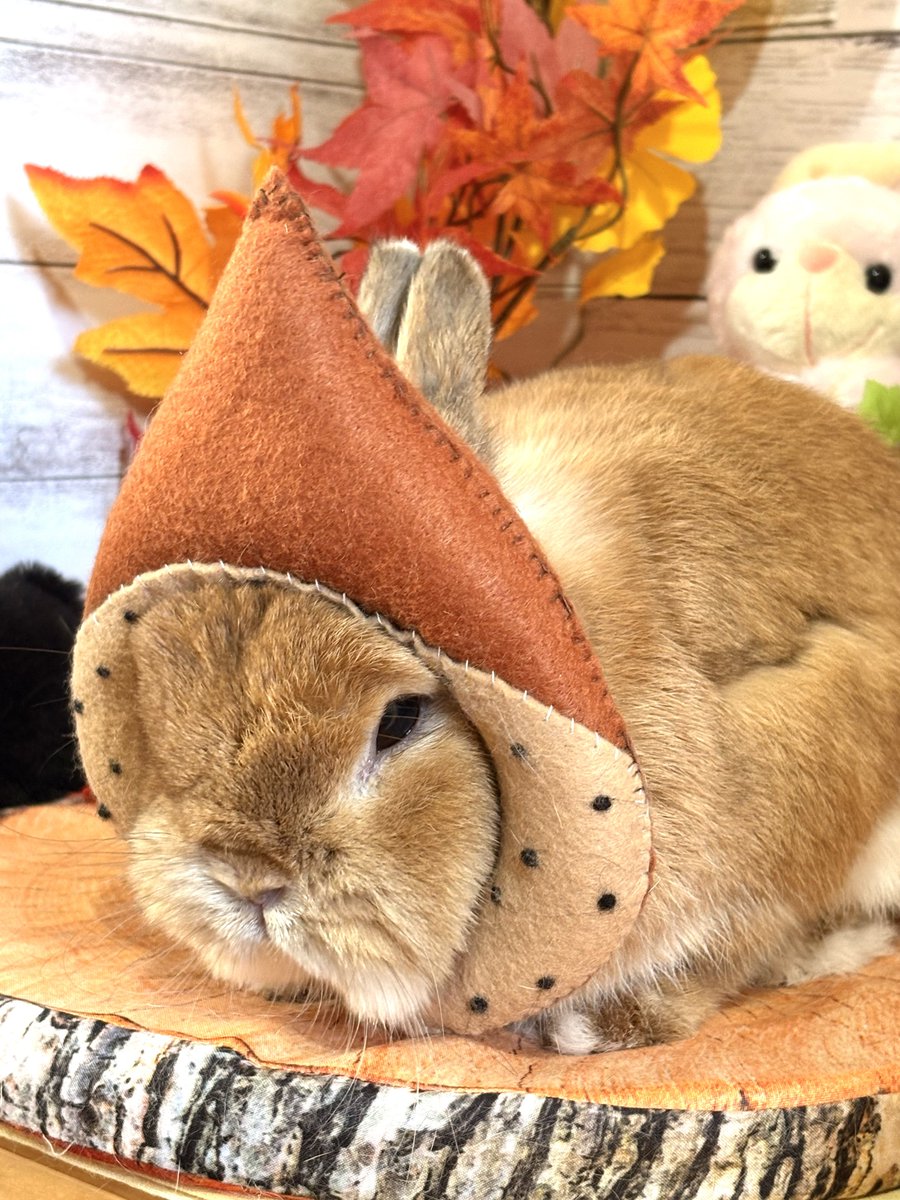 🌰
#うさぎのキャロル