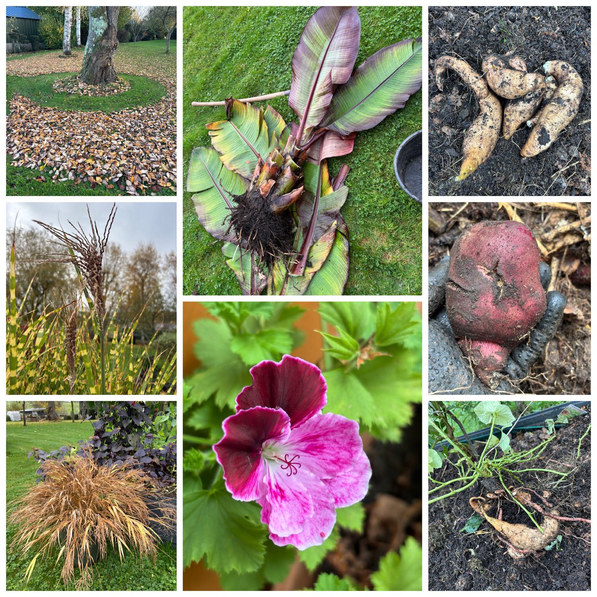 #sixonsaturday 22-11-25 with winter tasks: harvesting sweet potatoes, yacon and taro, overwintering red banana tree, raking leaves, hakonechloa and miscanthus, and a pretty pelargonium flower 🌱: fredgardenerblog2.wordpress.com/2025/11/22/six…
