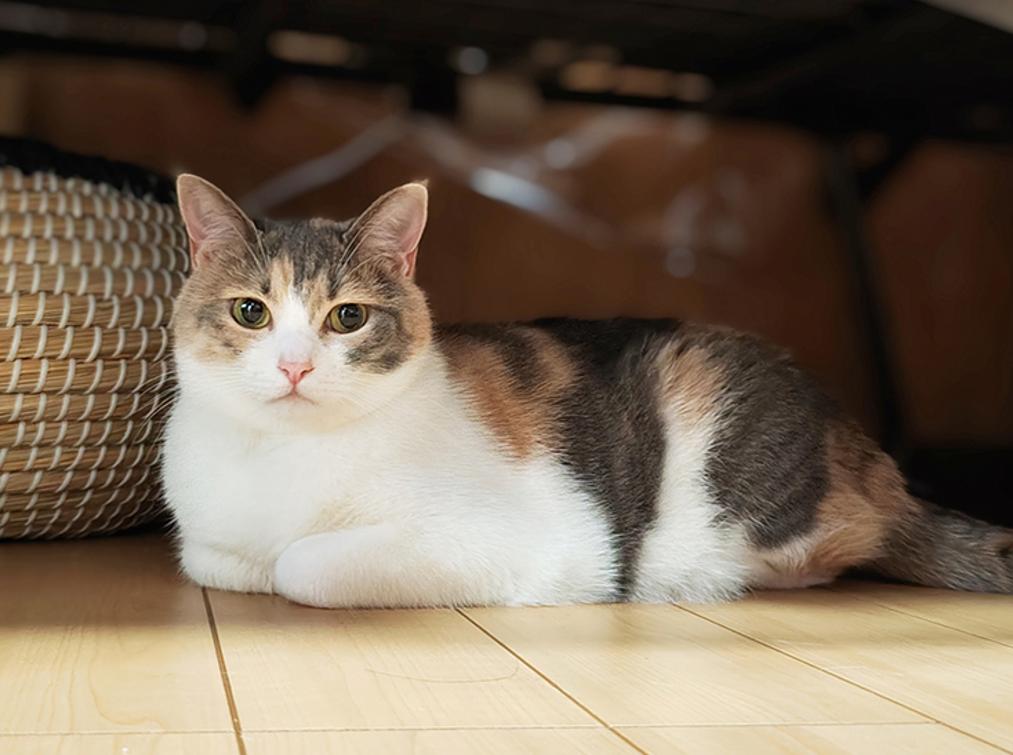 foudems's tweet image. 散歩してくる🚶〜ゆっくりする日 🌸