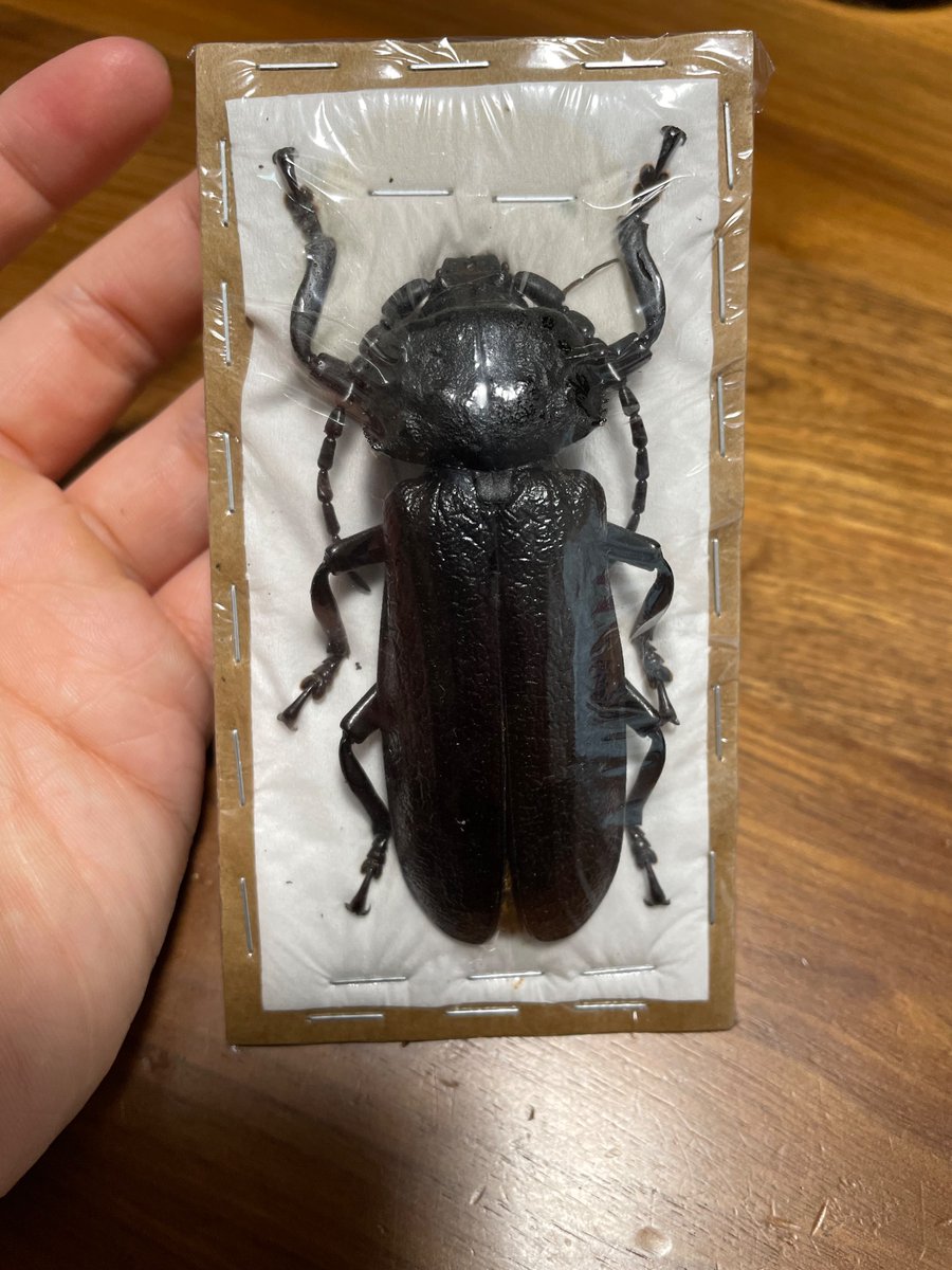 カミキリムシ (@5AuTwuwVZB0alo7) / Posts / X