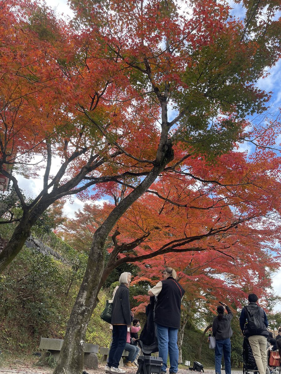 kakitopeanuts's tweet photo. 紅葉爆吹きしてて最高らった！ https://t.co/I0n7vmLoZE