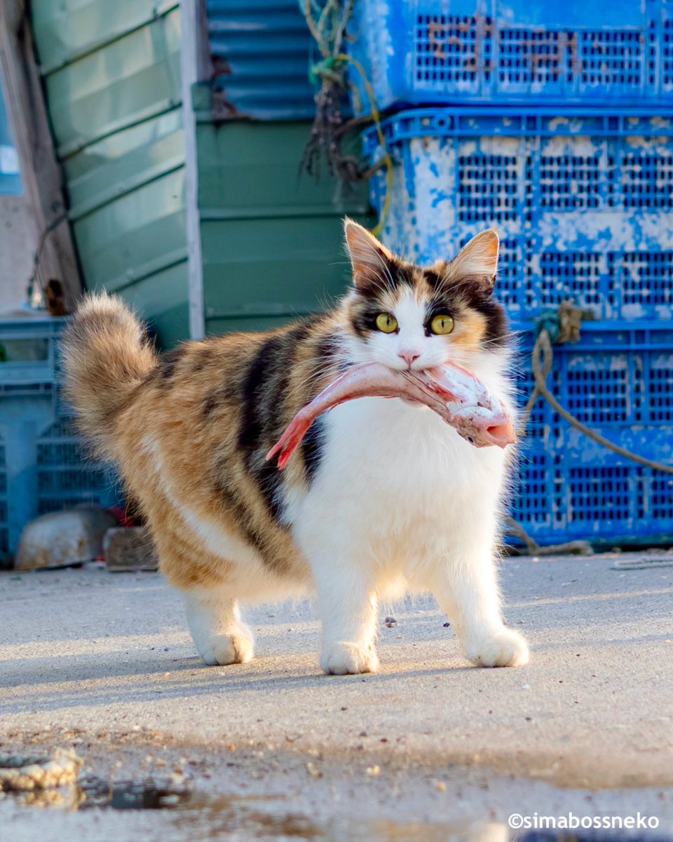 嬉しいごちそう✨ I got a treat 写真は「ほっこり島猫 