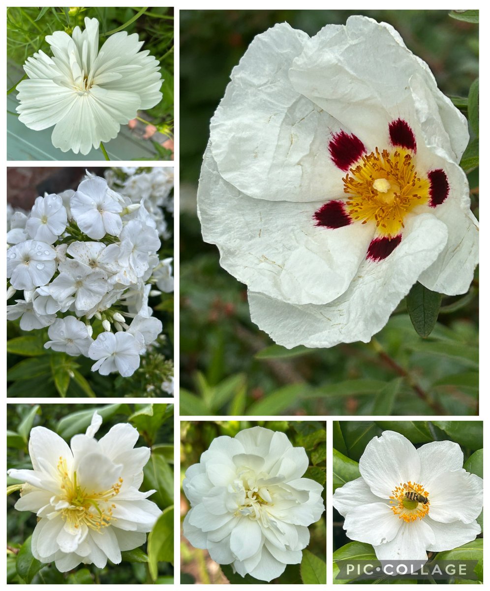 Wishing you a happy Saturday on this wintry morning. #SixonSaturday