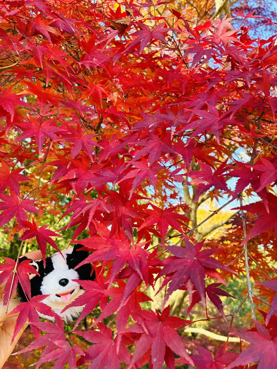 今年は紅葉のタイミングばっちりですごい綺麗だった🫶