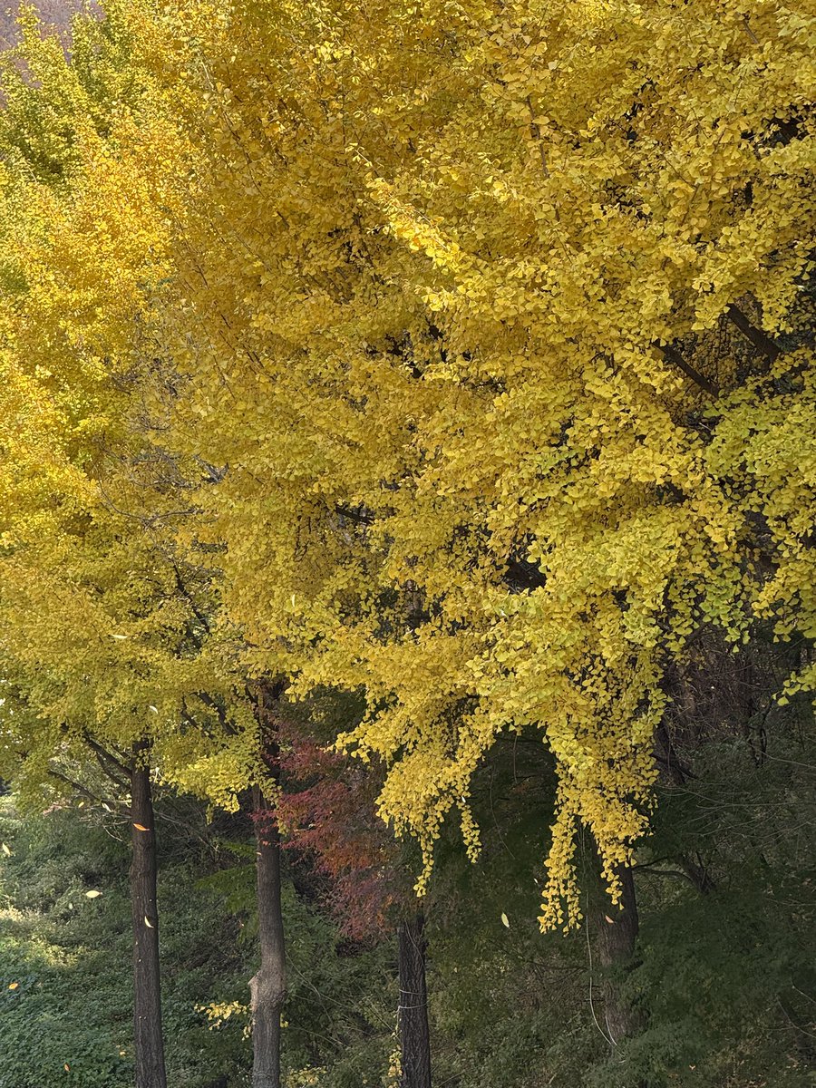 loveusumuch's tweet image. 봄여름가을겨울 모두 아름답지만
절대 못잊을 가을의 캠퍼스…🥹🍁