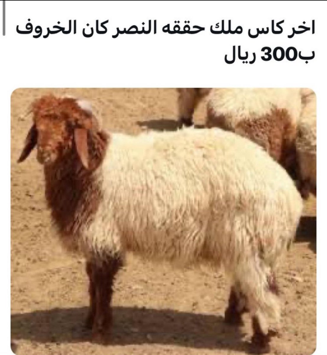 هههههههههههههه #الهلال_الفتح #يوم_السبت