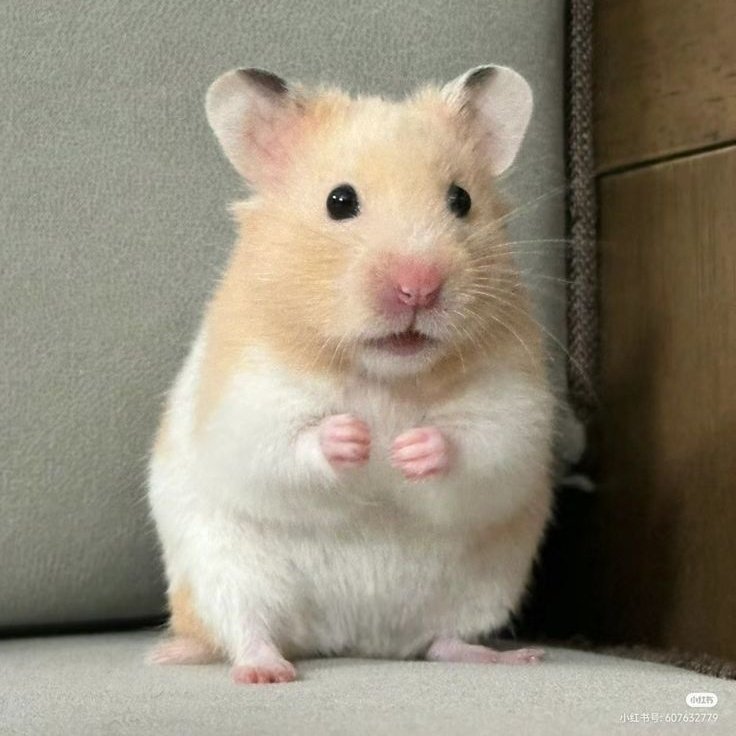 hamchidam's tweet photo. cutie hamster https://t.co/CxhrtfljEF