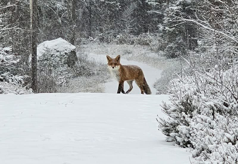 🇸🇪 Martijn tweet media