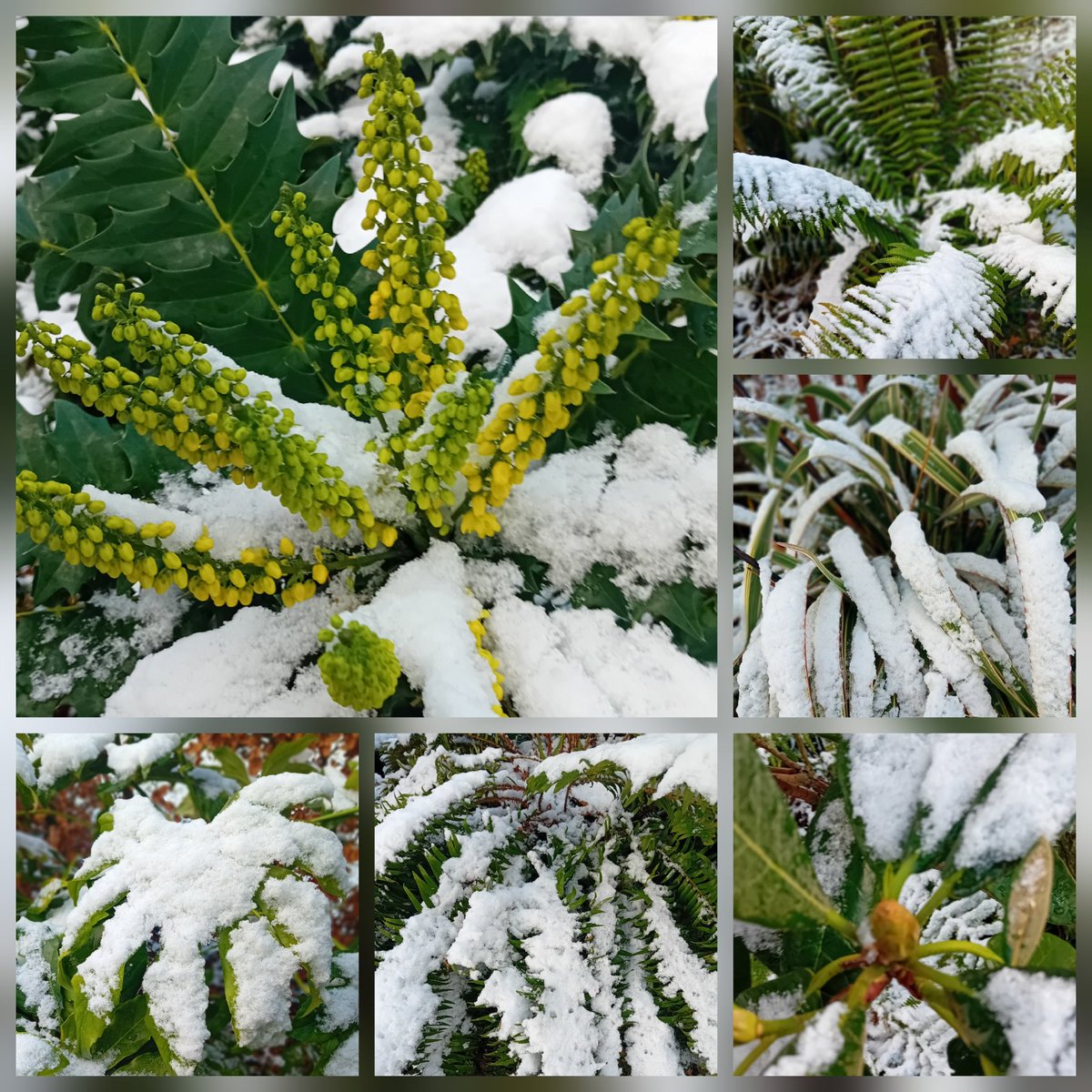 Good morning gardening Tweeps. A touch of winter arrived this week to cloak the garden in white to provide a snowy November #SixOnSaturday