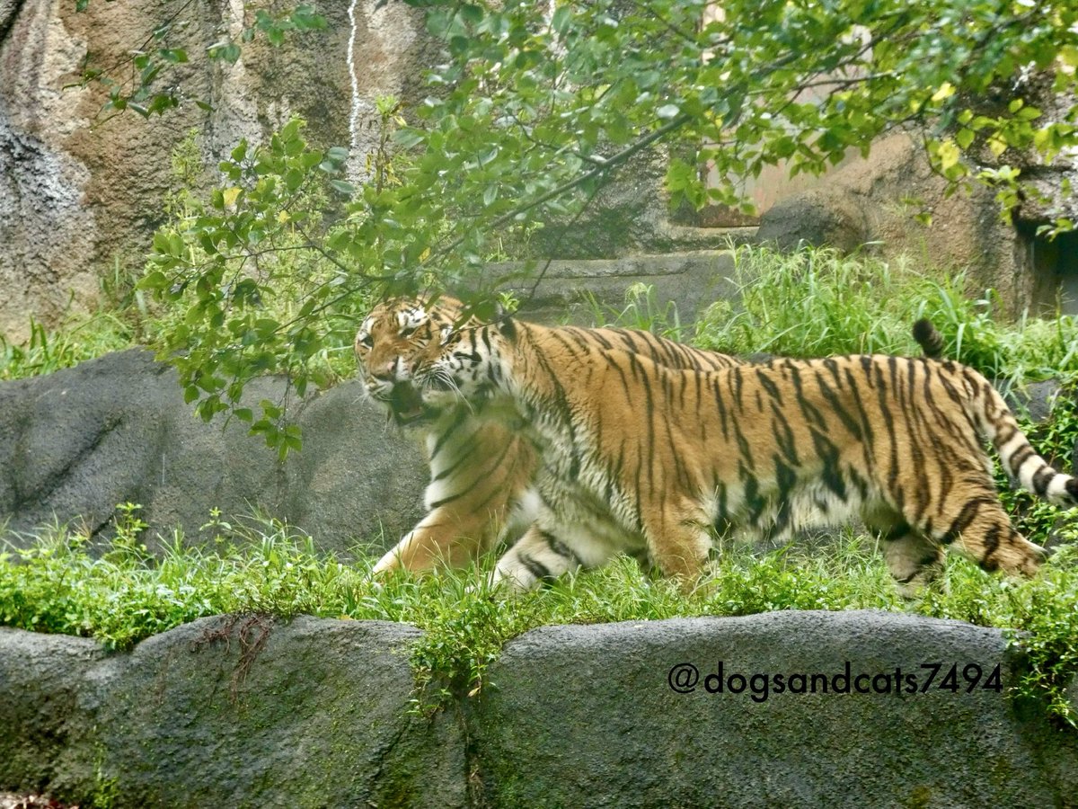 トラの夫婦ってこんなに仲良しなんだって驚き。
運命の2人、だったんだろうね🥰

#浜松市動物園
#アムールトラ
#ソーン
#ローラ
#いい夫婦の日