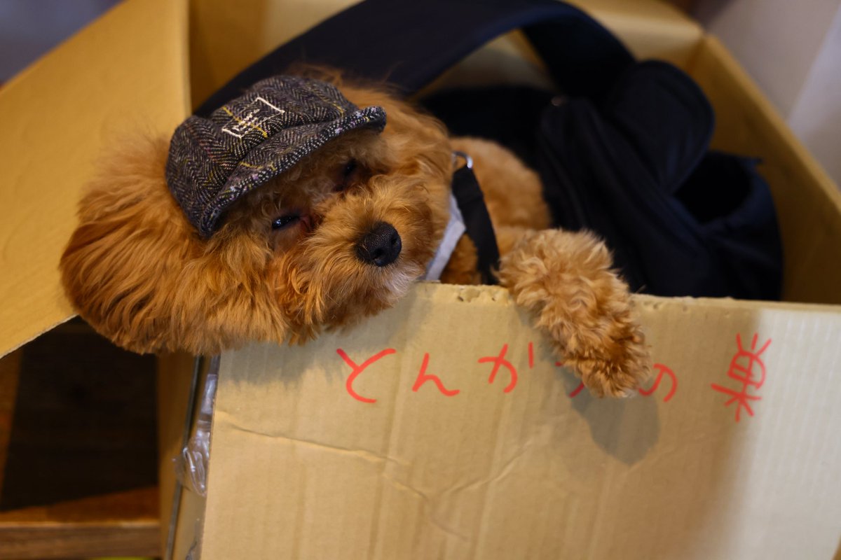 hahaue_game's tweet photo. 今夜から息子宅へホームステイ。
キャップかわいい。 https://t.co/QwUmWeOEFd