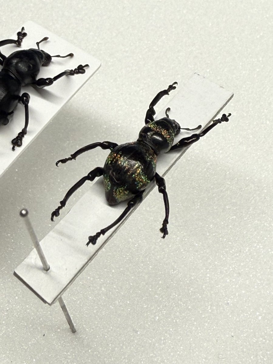 unitkhs's tweet image. 虫ちょっと増えた　構造色の美しいものに惹かれますね　形が良いものもちょっとずつ増やしたい