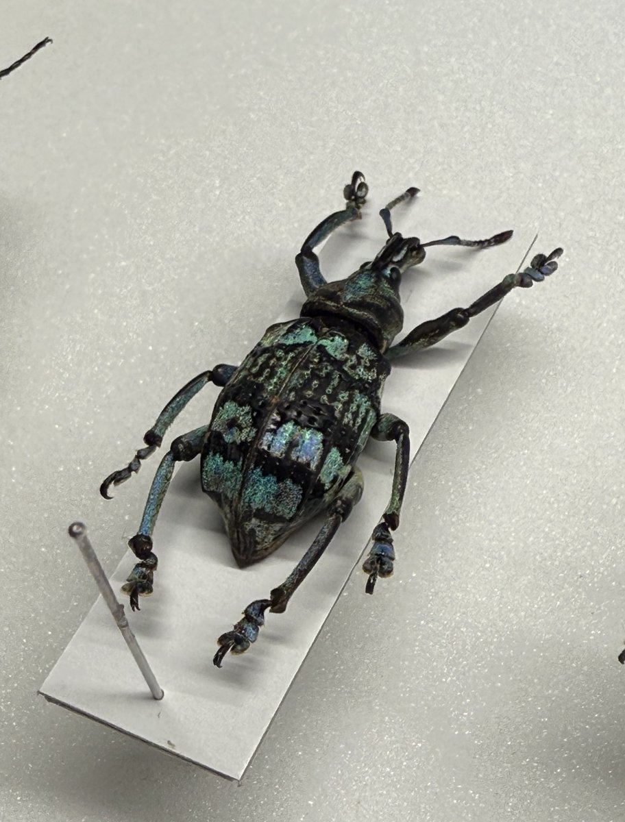 unitkhs's tweet image. 虫ちょっと増えた　構造色の美しいものに惹かれますね　形が良いものもちょっとずつ増やしたい