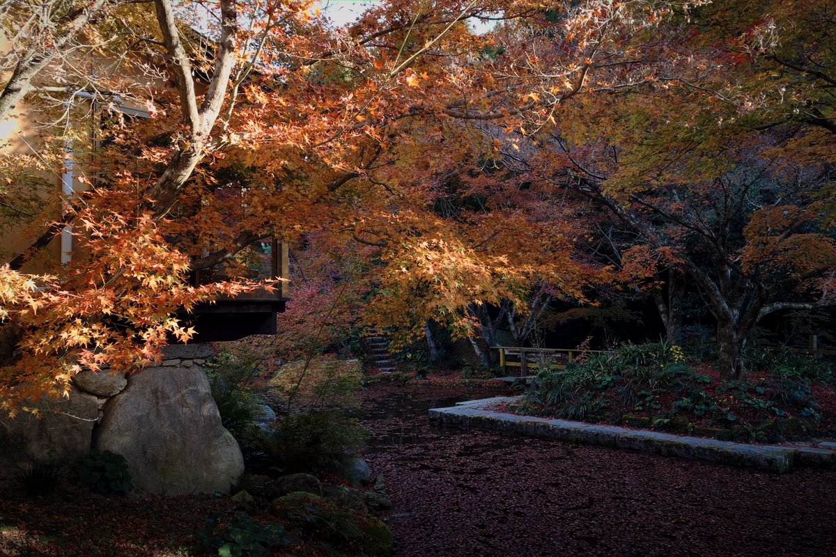 reject_dispute's tweet image. 見頃ではあったんですが紅葉微妙だったので早々に別の場所へ🙃
#realme #GT8pro #RICOH