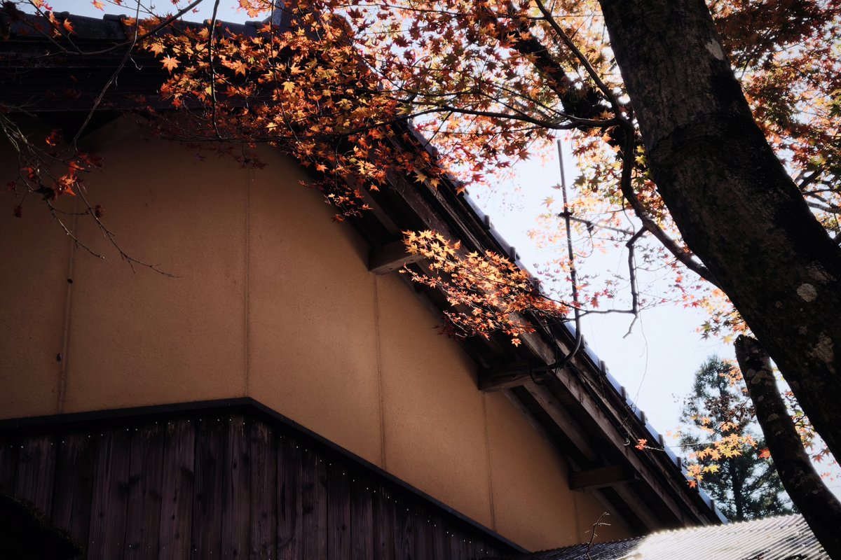 reject_dispute's tweet image. 見頃ではあったんですが紅葉微妙だったので早々に別の場所へ🙃
#realme #GT8pro #RICOH