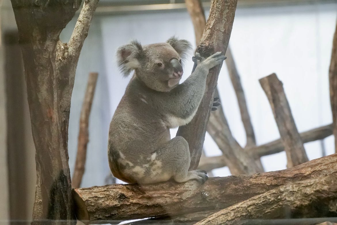 コロンくんお誕生日おめでとう🎁🎂🎉
今はバックヤードだけどまた元気な姿見せてね☺️
#横浜市立金沢動物園 #コアラ #コロン