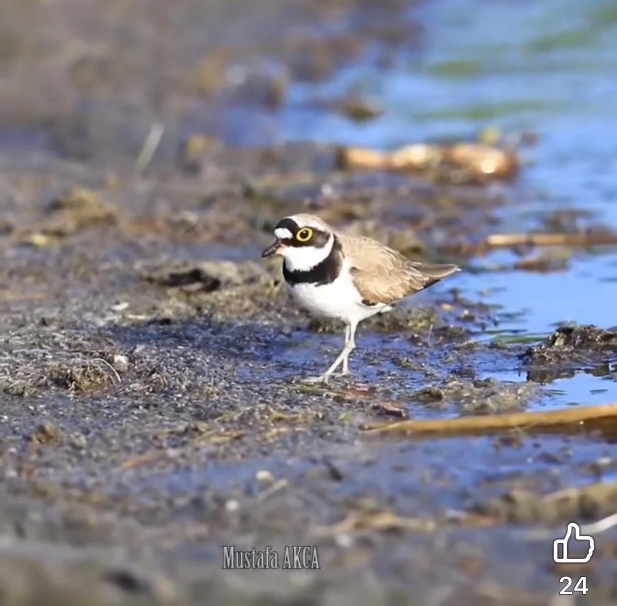 sesini yıkadıktan hemen sonra
dicle nehri kıyısında 
bir halkalı küçük cılıbıt ötüyordu

bu yetmezmiş gibi
akıntının kenar birikintisinde
ötüşünün gölgesi yüzüyordu

çok belliydi
birazdan uçup gitse
o yaylanmalı yürüyüşü
ve kokusu kalacaktı nehirde
.