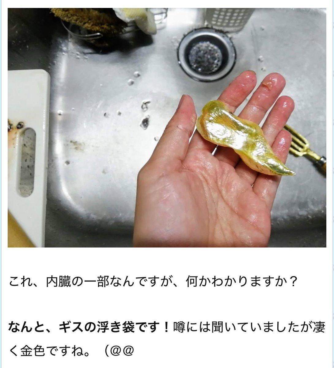 mamono_'s tweet photo. @sakanakoukouse 調べたら、深海魚の浮袋とのことです
https://t.co/QrPm8YtbTf https://t.co/ij3h1vTkjJ