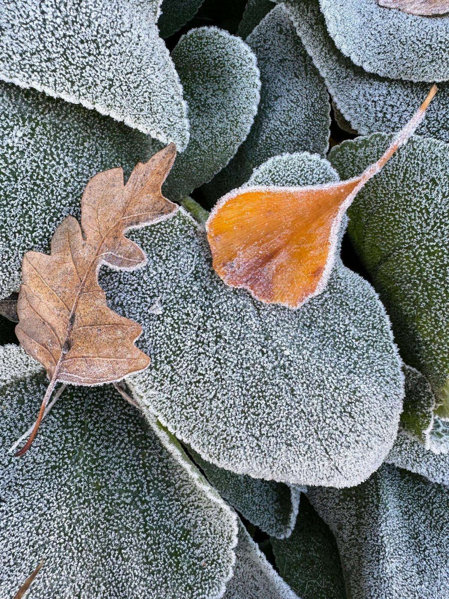 CUBotanicGarden's tweet image. 🌟A very busy – and very cold – week in the Garden.

🌳A very special visit from a beautiful fox, sharing the news about the endangered Fen Orchid, our first frosty mornings, installations going up for Cambridge Botanic Lights and our Winter Garden coming into bloom!