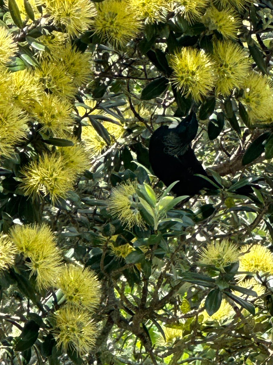 Kauri Rescue tweet media