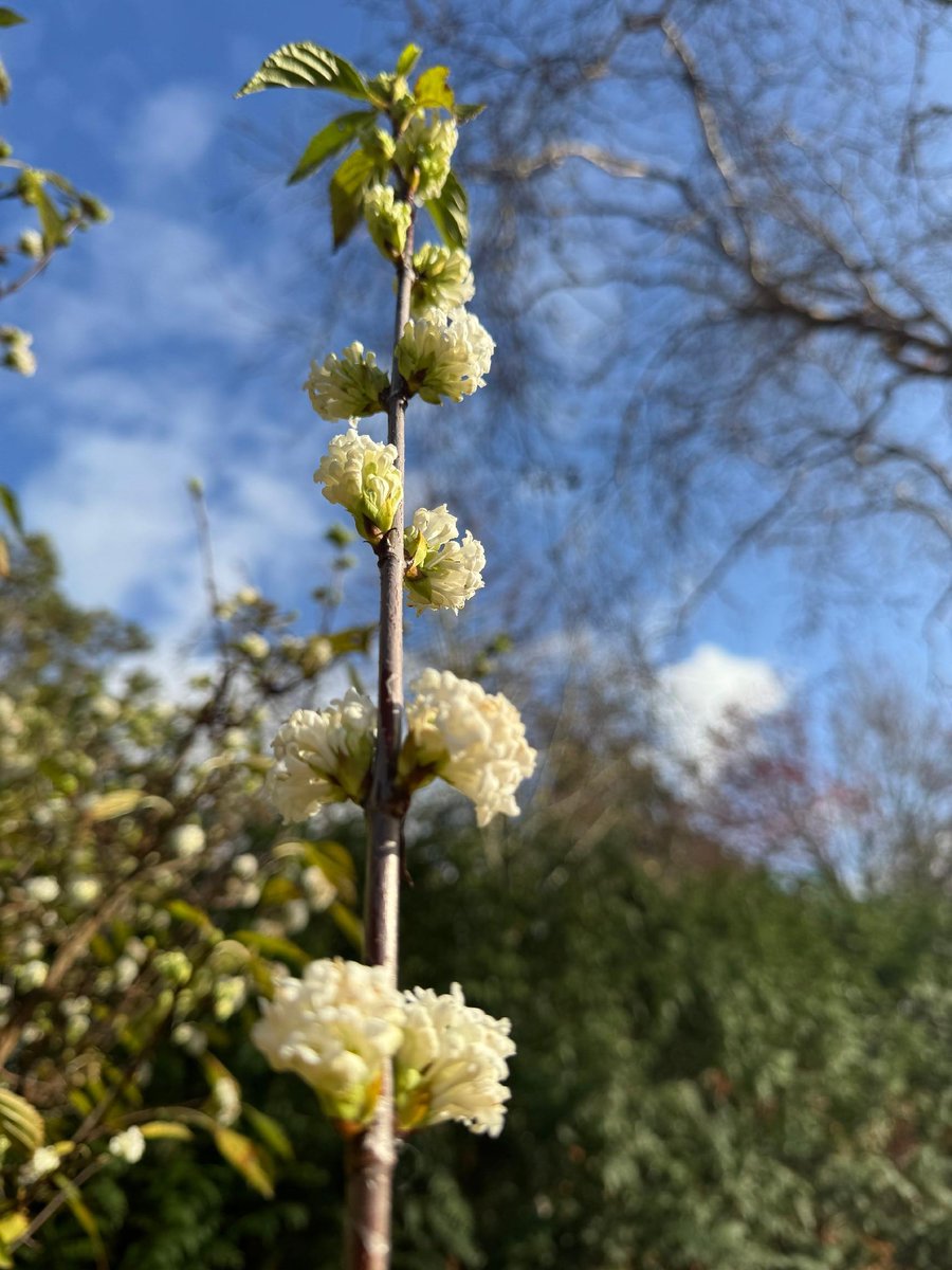 CUBotanicGarden's tweet image. 🌟A very busy – and very cold – week in the Garden.

🌳A very special visit from a beautiful fox, sharing the news about the endangered Fen Orchid, our first frosty mornings, installations going up for Cambridge Botanic Lights and our Winter Garden coming into bloom!