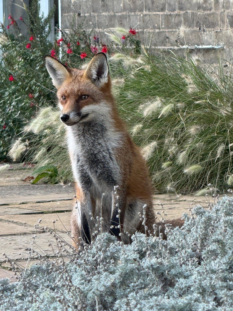 CUBotanicGarden's tweet image. 🌟A very busy – and very cold – week in the Garden.

🌳A very special visit from a beautiful fox, sharing the news about the endangered Fen Orchid, our first frosty mornings, installations going up for Cambridge Botanic Lights and our Winter Garden coming into bloom!