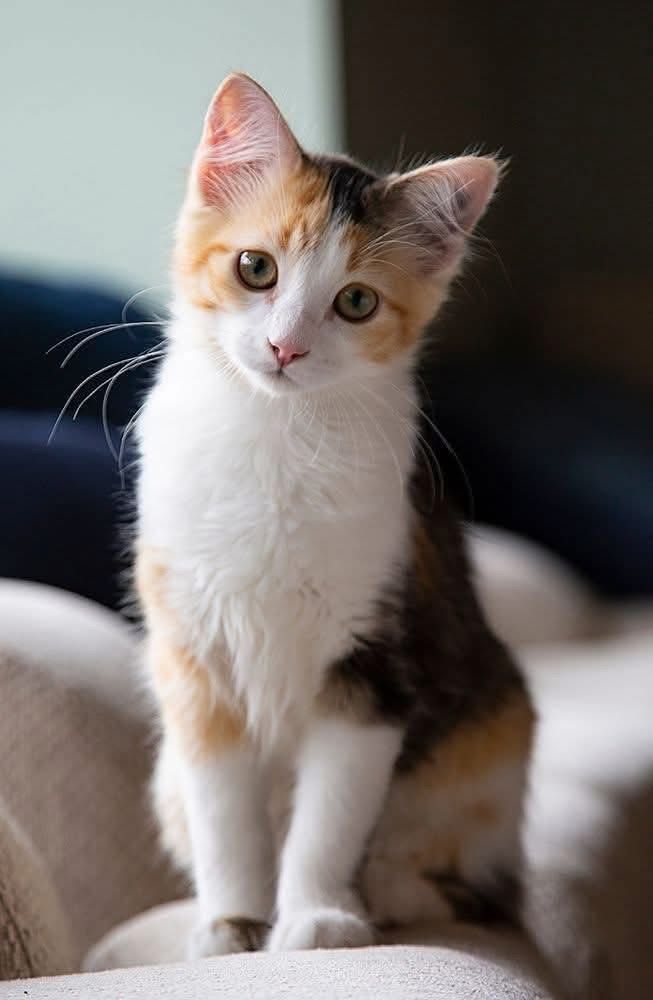 Eve kedi aldım 2 tane patili dostlarımıza isim arıyoruz önerisi olan var mı ?