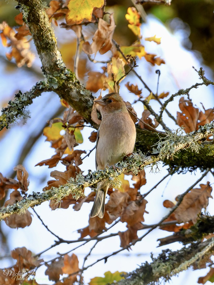 nature_michelle's tweet image. Happy weekend! This very handsome male Chaffinch was among a charm of around 20, the most I’ve seen together! They are the perfect colour to compliment the autumn leaves 🧡