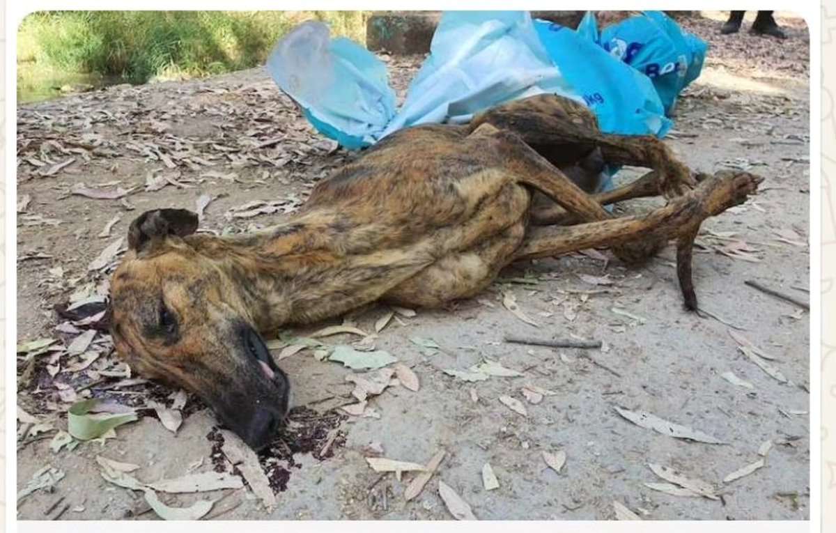 EU4GalgoProject's tweet photo. 🇪🇺 #StopTheCruelty

This is not an isolated incident.
This is the daily reality for galgos in Spain.
A young galgo , used, dumped, dead.
Europe watches. We do not.
@EU_Commission  @Europarl_EN 
Your silence costs lives.
We demand immediate EU legislation to protect hunting dogs. https://t.co/m9r7Fu593k