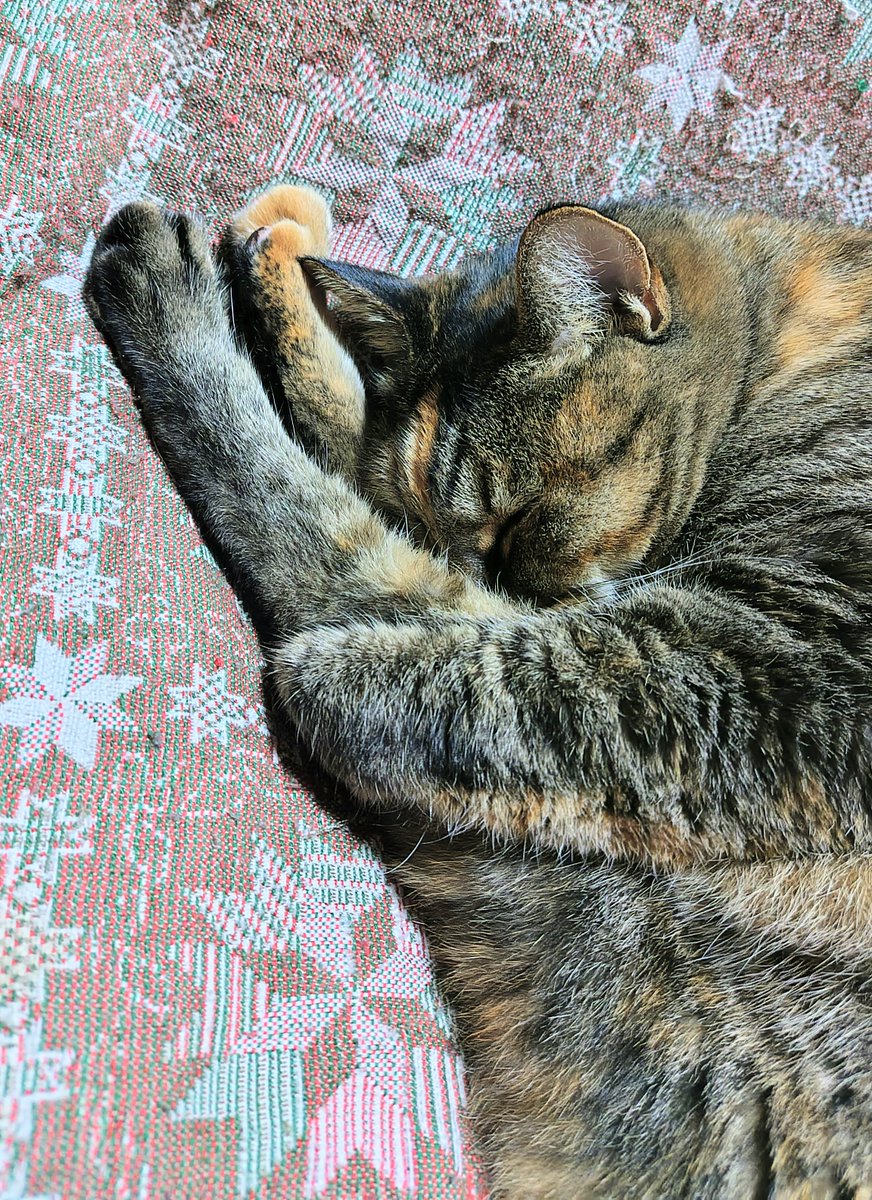 タラノメ家 (@taranomeke) / Posts / X