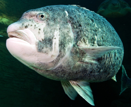 pattayascuba's tweet image. The Black Musselcracker Fish

The #musselcracker #seabream (also called #poenskop fish) is a large, slow-growing #SouthAfrican reef fish known for its powerful shell-crushing jaws and vulnerability to overfishing.
#scubadiving #spearfishing #fishing

private-scuba.com/sea-life/marin…