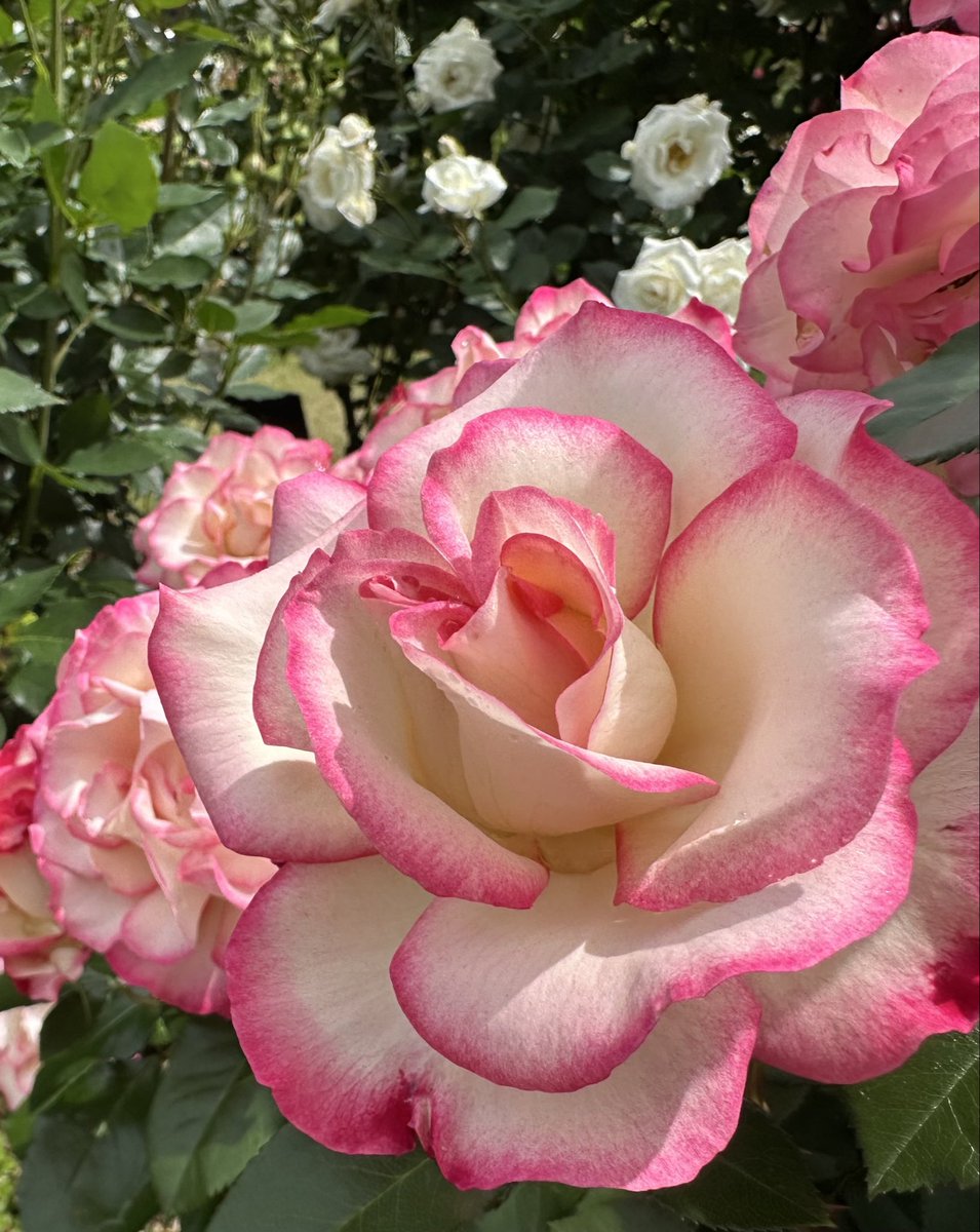 薔薇は「ほのか」🌹
( Rose Honoka )

素敵な夕べを🌹🍀🩷🌱😊
Good Evening ♪ 
#Honoka
#ほのか
#いい夫婦