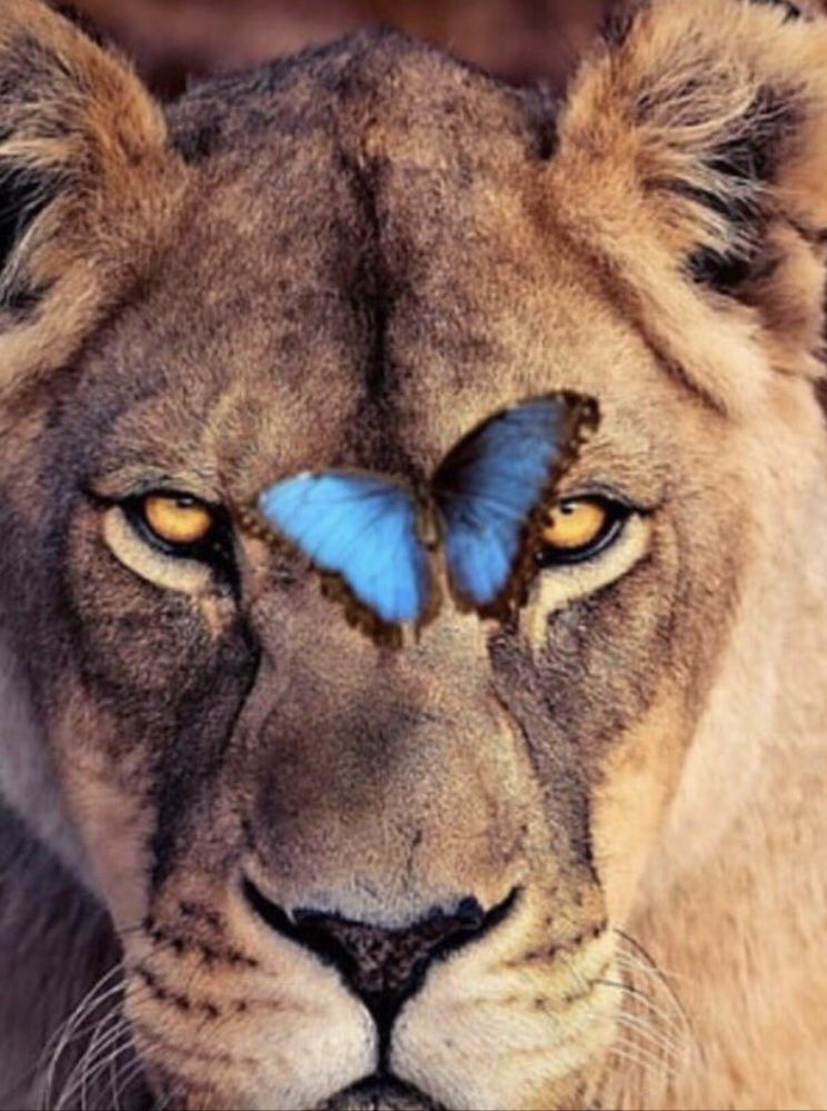 Keka_Keka_Kaki's tweet image. &apos;Disfruta de las pequeñas cosas, porque tal vez un día vuelvas la vista atrás y te des cuenta de que eran las cosas grandes.&apos; Robert Brault

Buenos días 🔆
 #BeSmart #StayClassy 

🧿🪷🐢🧿👻💫💫