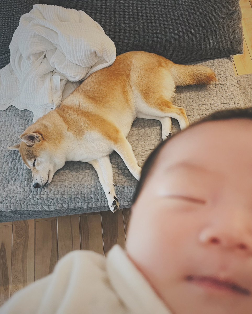 alipeyoff's tweet photo. 2025.11.06 21:59
私事で恐縮ですがこの度、我が家にニンゲンの娘が産まれました🐣
イヌ姉共々、これからも家族みんなでやっていきたいと思います👩👨🐕👶
今後とも変わらぬお付き合いの程、どうぞ宜しくお願い申し上げます。

https://t.co/nCkr8wGVZL https://t.co/UC6kObVJAa