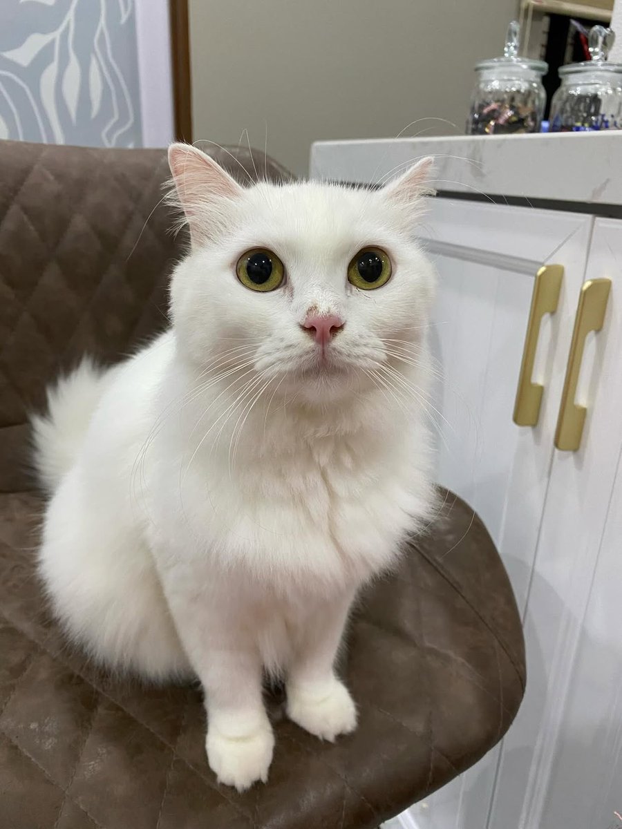 ixxatjamal's tweet photo. Hai everyone, di sini sye nk mnx tlg kpd penduduk sg chinchin gombak dan sekitarnya (batu 7,8,9 Gombak) , kalo ade ternmpk kucing sye ni tlg contact sye please🙏🏻🙏🏻 dah 3 hari tk balik rumah😭. Kucing sye ni indoor tpi sye mmg akan bagi diye kuar dlm 5-10 min then diye blik …… https://t.co/4TXHBbYUiv