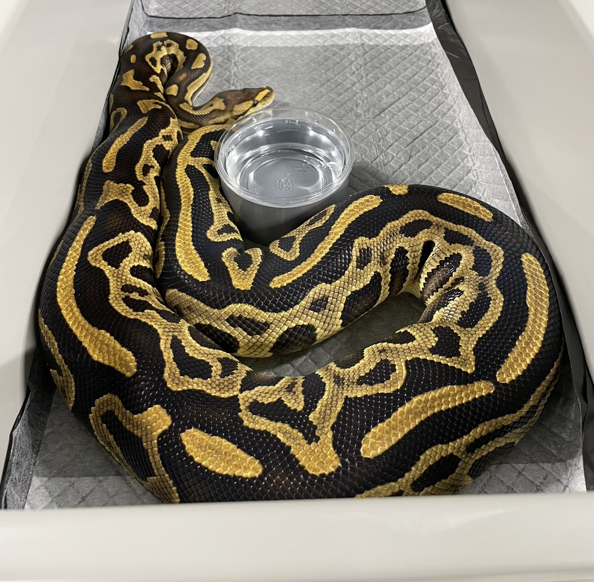 δ7Ballpython (@Delta7BP) / Posts / X