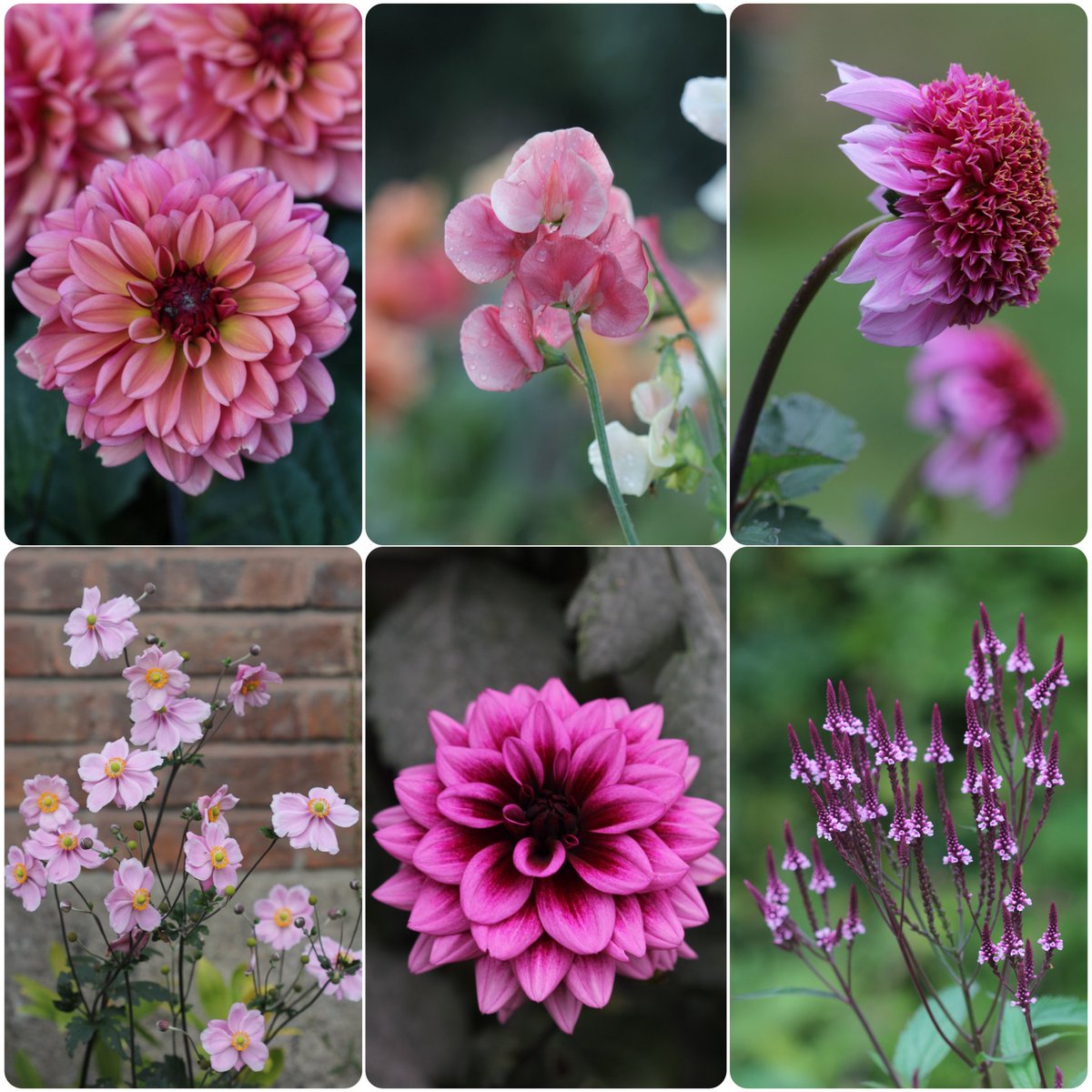 Pinks for this week’s #SixOnSaturday. Wishing you lovely day.

#gardening #FlowersOnX