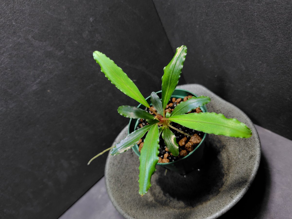細葉も良いです😊 #今日のBucephalandra #HKR